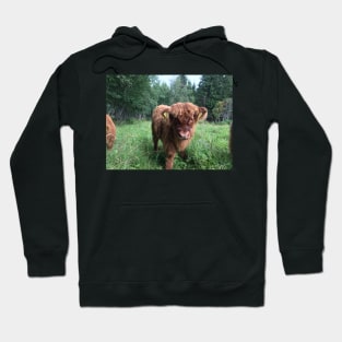 Scottish Highland Cattle Calf 1511 Hoodie